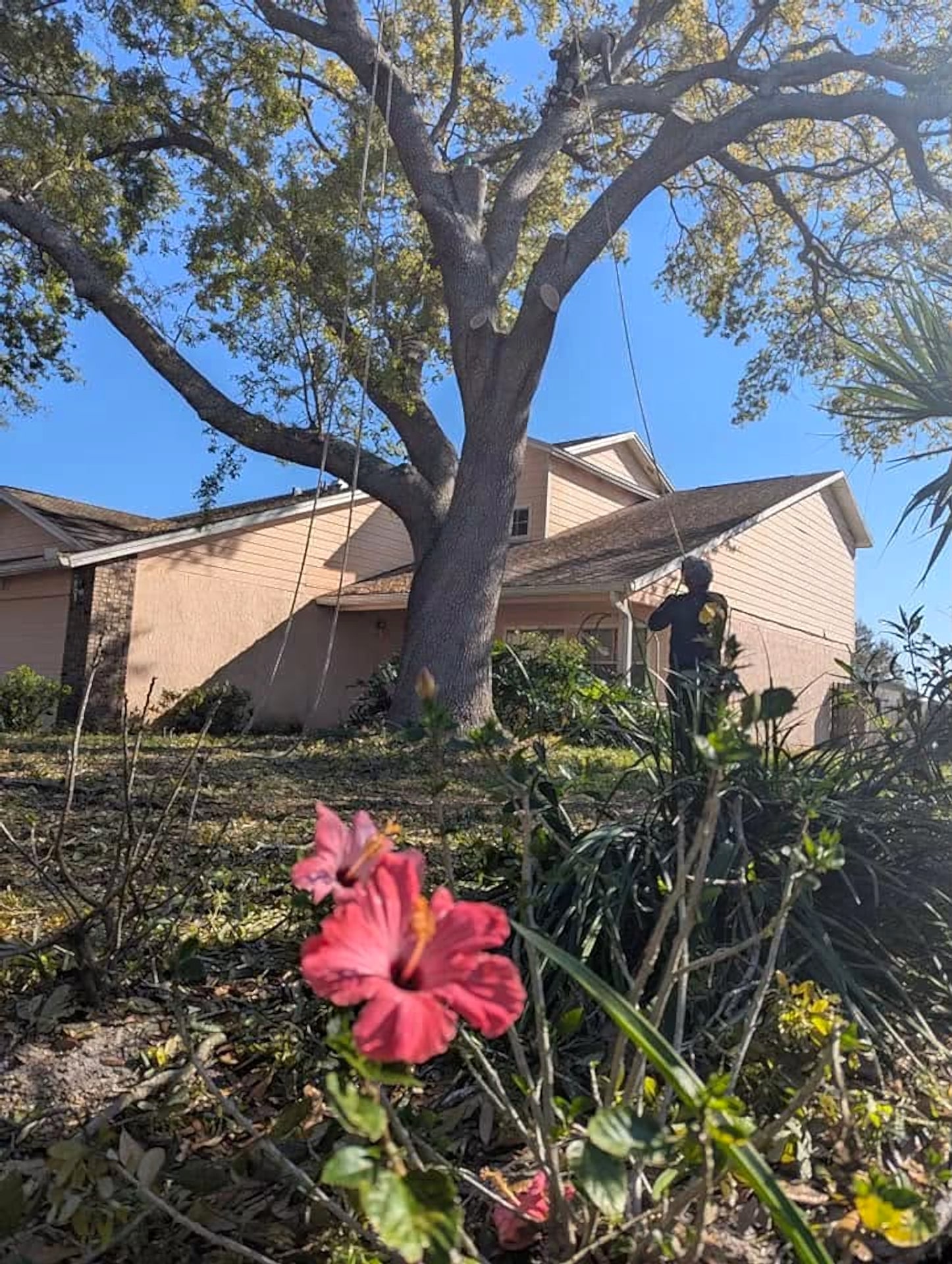Friendly Touch crew working a large oak over a Central Florida home