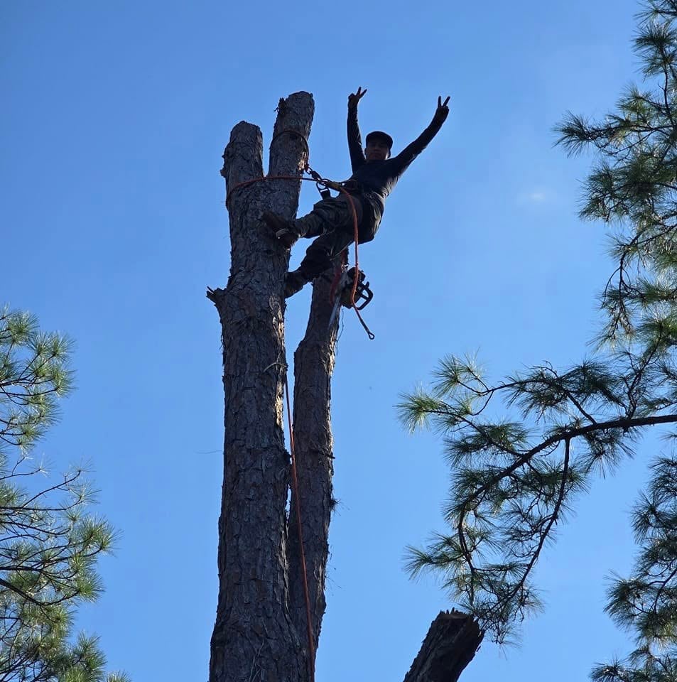 Friendly Touch climber at the top of a pine, flashing peace signs